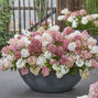 Hydrangea 'groundbreaker blush' - hortenzia k1,5l - Hydrangea 'Groundbreaker Blush' 1