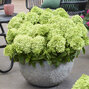 Hydrangea 'groundbreaker gre' - hortenzia k1,5l (kópia) - Hydrangea 'Groundbreaker Greeny'