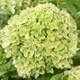 Hydrangea 'groundbreaker gre' - hortenzia k1,5l (kópia) - Hydrangea 'Groundbreaker Greeny' 1