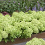 Hydrangea 'groundbreaker gre' - hortenzia k1,5l (kópia) - Hydrangea 'Groundbreaker Greeny' 2