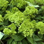 Hydrangea 'groundbreaker gre' - hortenzia k1,5l (kópia) - Hydrangea 'Groundbreaker Greeny' 3