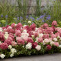 Hydrangea 'groundbreaker ruby' - hortenzia k1,5l (kópia) - Hydrangea 'Groundbreaker Ruby'