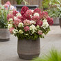 Hydrangea 'groundbreaker ruby' - hortenzia k1,5l (kópia) - Hydrangea groundbreaker ruby 1