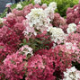Hydrangea 'groundbreaker ruby' - hortenzia k1,5l (kópia) - Hydrangea 'Groundbreaker Ruby'  2
