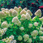 Hydrangea 'hercules' - hortenzia - 8241558 Hydrangea 'Hercules' 01