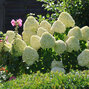 Hydrangea 'hercules' - hortenzia - 8241558 Hydrangea 'Hercules' 02