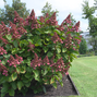 Hydrangea 'living infinity'® - hortenzia - 9254855 Hydrangea ‘Living Infinity' 02