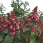 Hydrangea 'living infinity'® - hortenzia - 9254855 Hydrangea ‘Living Infinity' 03