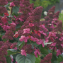 Hydrangea 'living infinity'® - hortenzia - 9254855 Hydrangea ‘Living Infinity' 04