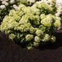 Hydrangea 'living little apple'® - hortenzia - 1826-2-02