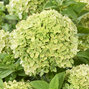 Hydrangea 'living little apple'® - hortenzia - visi216254