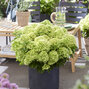 Hydrangea 'living little apple'® - hortenzia - visi216256