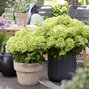 Hydrangea 'living little apple'® - hortenzia - visi216260