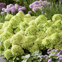 Hydrangea 'living little apple'® - hortenzia - visi216262