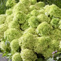 Hydrangea 'living little apple'® - hortenzia - visi216264