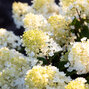 Hydrangea 'living little blossom'® - hortenzia k1l - Hydrangea pan. Living Little Blossom®-HR03 (3975)