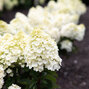Hydrangea 'living little blossom'® - hortenzia k1l - Hydrangea pan. Living Little Blossom®-HR04 (3392)