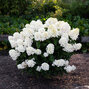 Hydrangea 'living little blossom'® - hortenzia k1l - Hydrangea pan. Living Little Blossom®-HR06 (5686)