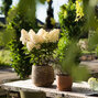 Hydrangea 'living little blossom'® - hortenzia k1l - Hydrangea pan. Living Little Blossom®-HR08 (4288)