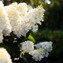 Hydrangea 'living little blossom'® - hortenzia k1l - Hydrangea pan. Living Little Blossom®-HR11 (0147)