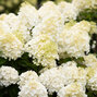 Hydrangea 'living summer snow'® - hortenzia k1l - Hydrangea pan. Living Summer Snow®-HR01 (3363)