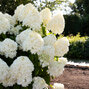 Hydrangea 'living summer snow'® - hortenzia k1l - Hydrangea pan. Living Summer Snow®-HR04 (0207)