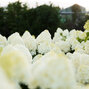 Hydrangea 'living summer snow'® - hortenzia k1l - Hydrangea pan. Living Summer Snow®-HR06 (3971)