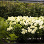 Hydrangea 'living summer snow'® - hortenzia k1l - Hydrangea pan. Living Summer Snow®-HR07 (0185)