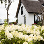 Hydrangea 'living summer snow'® - hortenzia k1l - Hydrangea pan. Living Summer Snow®-HR10 (0233)