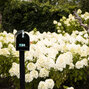 Hydrangea 'living summer snow'® - hortenzia k1l - Hydrangea pan. Living Summer Snow®-HR11 (0246)