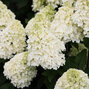Hydrangea 'living summer snow'® - hortenzia k1l - Hydrangea pan. Living Summer Snow®-HR12 (2403)
