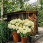 Hydrangea 'living summer snow'® - hortenzia k1l - MyrtheSlootjes_sfeershoot_LivingCreations_04