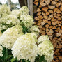 Hydrangea 'living summer snow'® - hortenzia k1l - MyrtheSlootjes_sfeershoot_LivingCreations_08