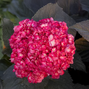 Hydrangea m. 'eclipse' - hortenzia - Hydrangea m. 'Eclipse' - hortenzia 2