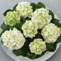 Hydrangea m. 'ice girl' - hortenzia k2l - Hydrangea m. 'Ice Girl' 1