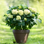 Hydrangea m. 'ice girl' - hortenzia k2l - Hydrangea m. 'Ice Girl' 2