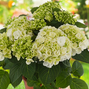 Hydrangea m. 'ice girl' - hortenzia k2l - Hydrangea m. 'Ice Girl' 3