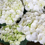 Hydrangea m. 'ice girl' - hortenzia k2l - Hydrangea m. 'Ice Girl' 4