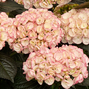 Hydrangea m. 'midnight pearl' - hortenzia k2l - Hydrangea m. 'Midnight Pearl' 1