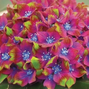 Hydrangea m. 'schloss wackerbarth' - hortenzia - Hydrangea m. 'Schloss Wackerbarth' - hortenzia 1