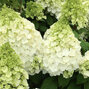 Hydrangea 'magical mont blanc' - hortenzia - 3252529 Hydrangea 'Magical Mont Blanc' 01