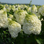 Hydrangea 'magical mont blanc' - hortenzia - 3252529 Hydrangea 'Magical Mont Blanc' 03