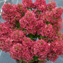 Hydrangea 'petite cherry'- hortenzia k1l - 8244394 Hydrangea 'Petite Cherry' 01