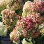 Hydrangea 'petite cherry'- hortenzia k1l - 8244394 Hydrangea 'Petite Cherry' 02