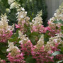 Hydrangea 'pinky winky' - hortenzia - 6251061 Hydrangea 'Pinky Winky' 02