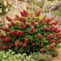 Hydrangea quercifolia 'ruby slippers' - hortenzia - Hydrangea quercifolia 'Ruby Slippers'