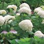 Hydrangea 'strong annabelle' - hortenzia - 3251940 Hydrangea 'Strong Annabelle' 01