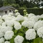 Hydrangea 'strong annabelle' - hortenzia - 3251940 Hydrangea 'Strong Annabelle' 03