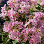 Lagerstroemia 'choco pink' - myrta - Lagerstroemia 'Choco Pink' 1