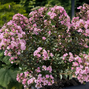Lagerstroemia 'choco pink' - myrta - lagerstroemia choco pink 2